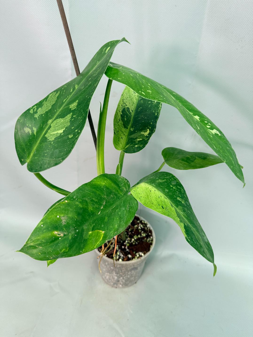 Philodendron Jose Buono variegata XL 03