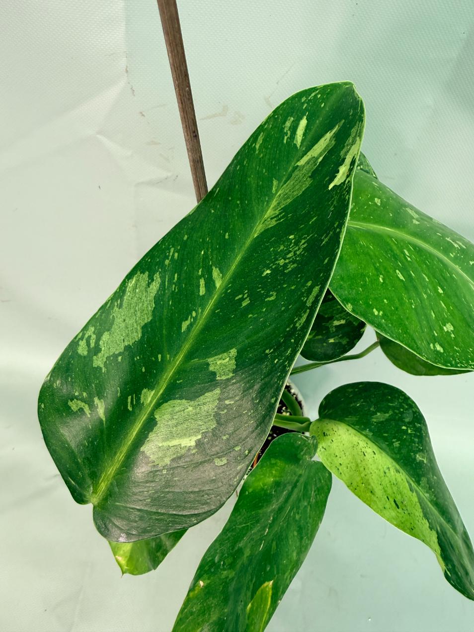 Philodendron Jose Buono variegata XL 04