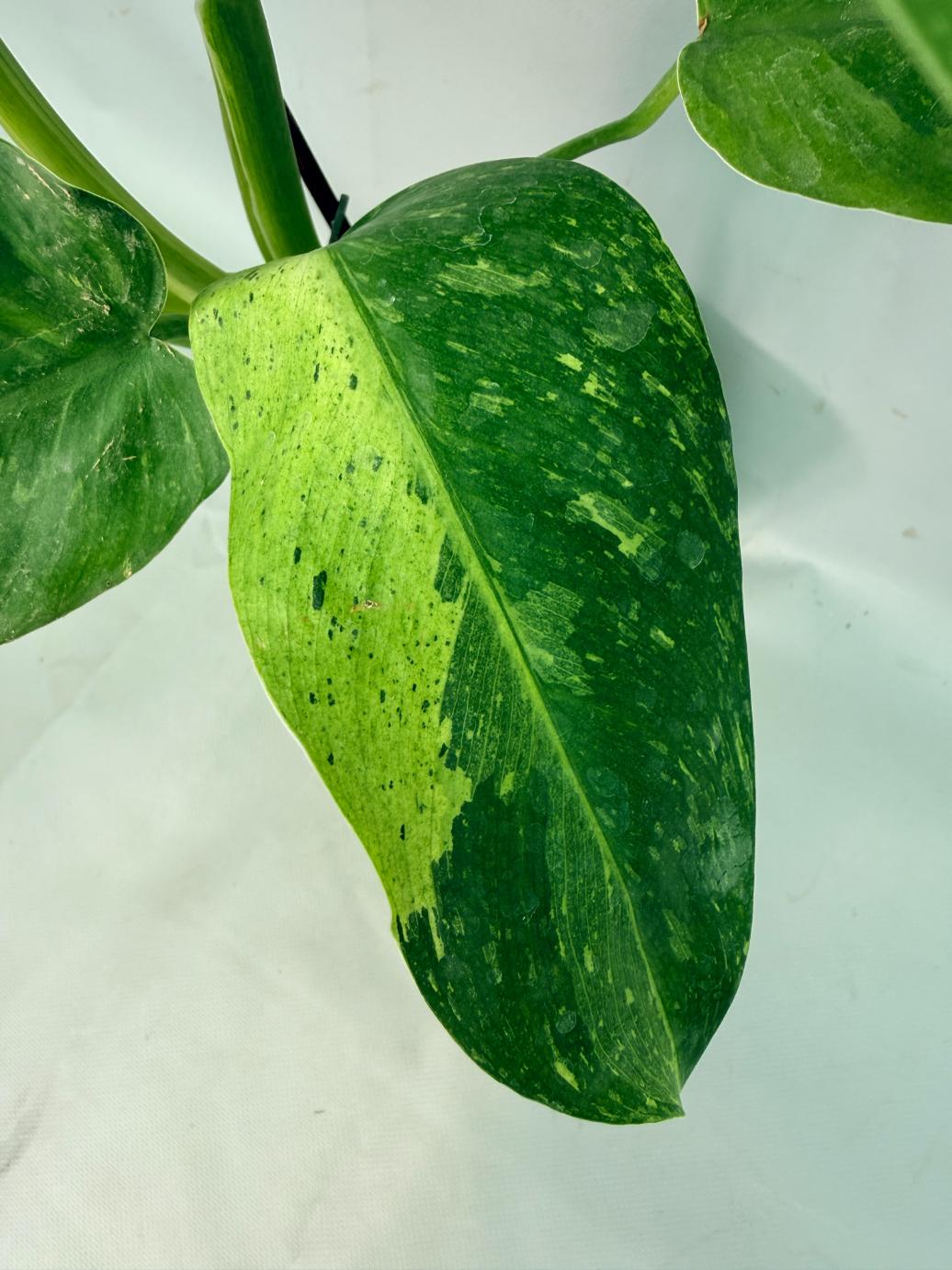 Philodendron Jose Buono variegata XL 05