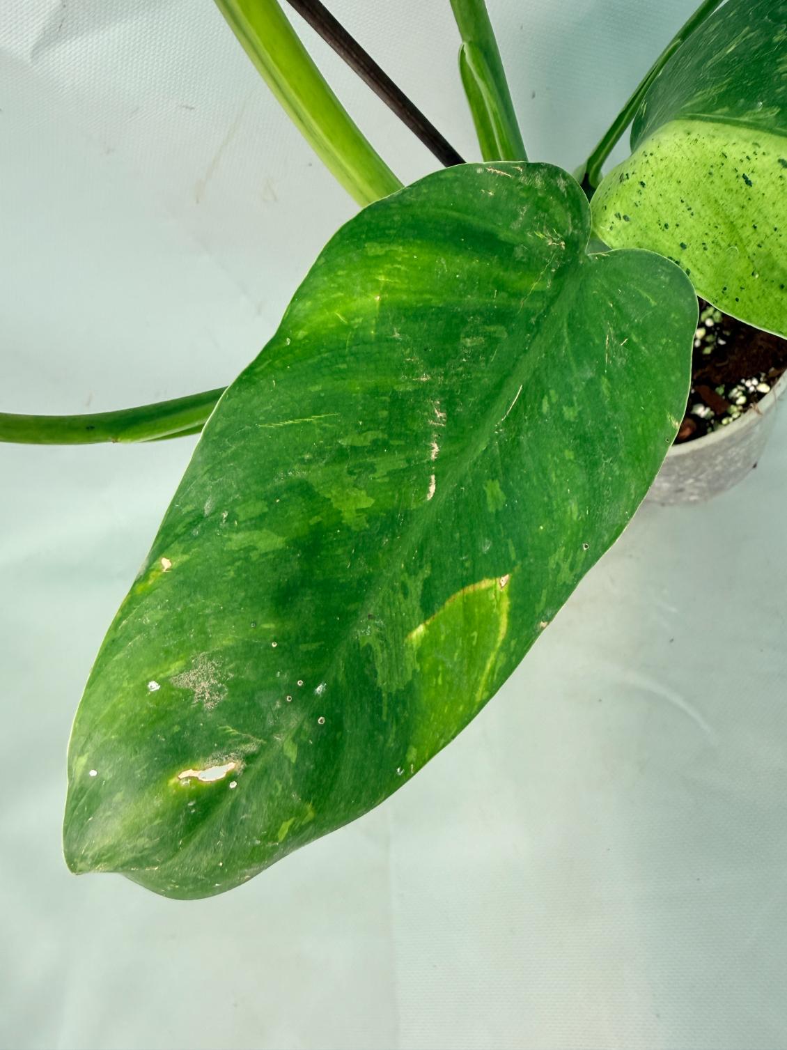 Philodendron Jose Buono variegata XL 06
