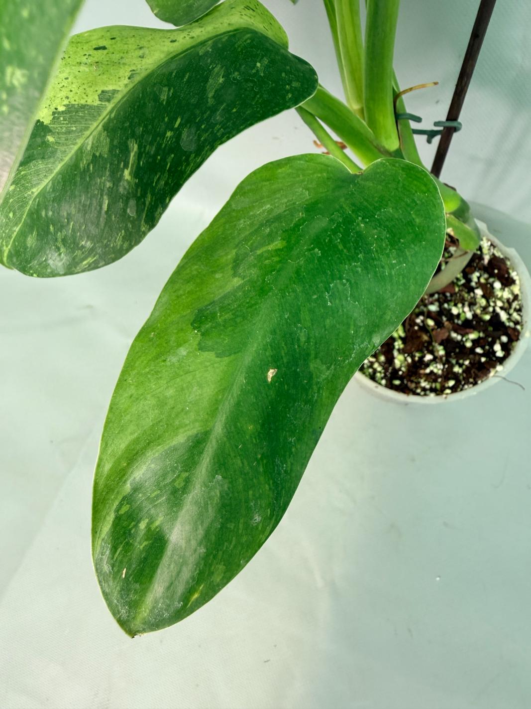 Philodendron Jose Buono variegata XL 07