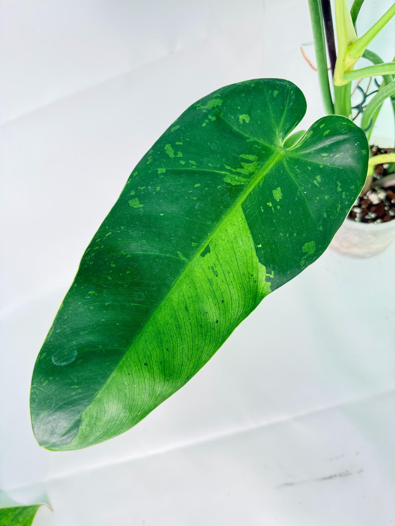 Philodendron Jose Buono variegata XL 05