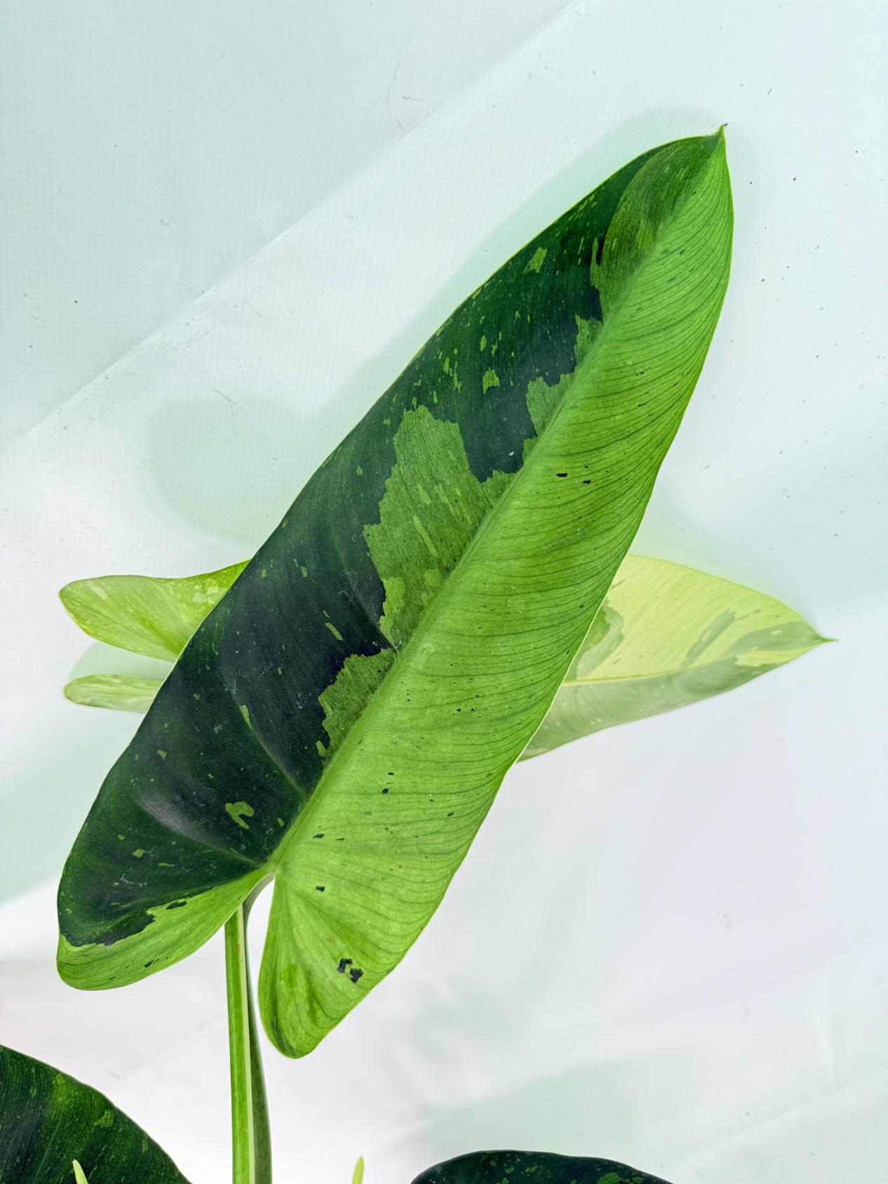 Philodendron Jose Buono variegata XL 06