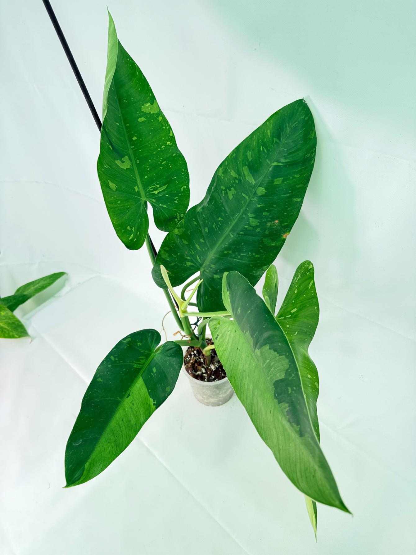 Philodendron Jose Buono variegata XL 07