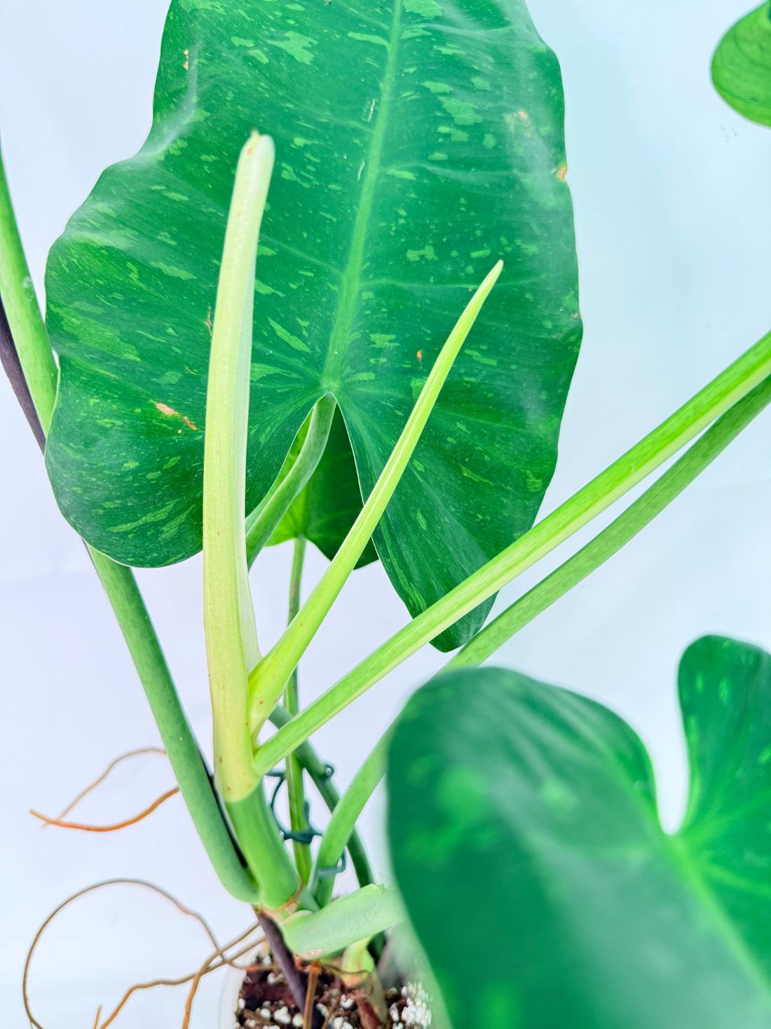Philodendron Jose Buono variegata XL 08