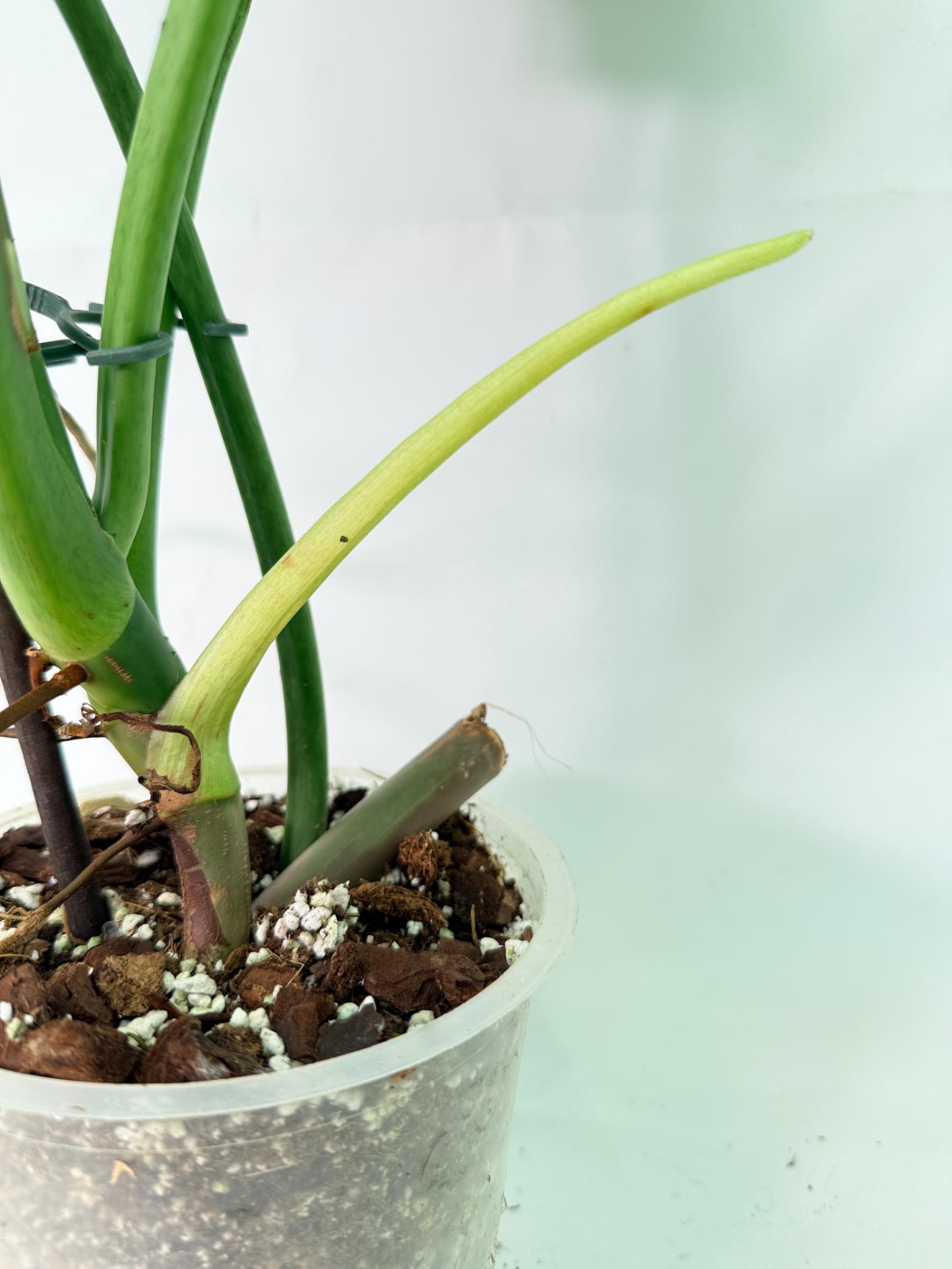 Philodendron Jose Buono variegata XL 09