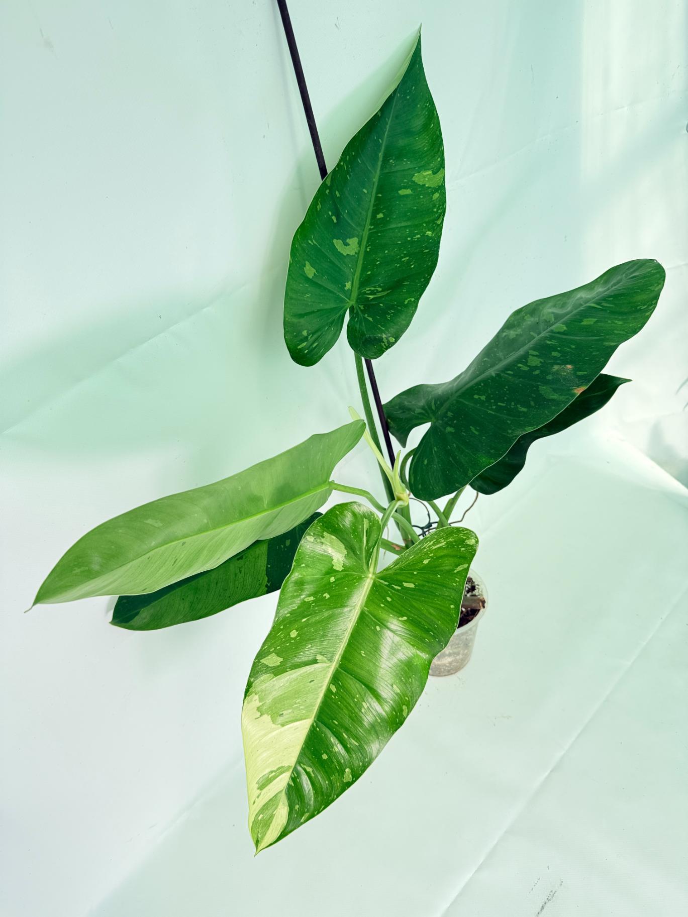 Philodendron Jose Buono variegata XL 01