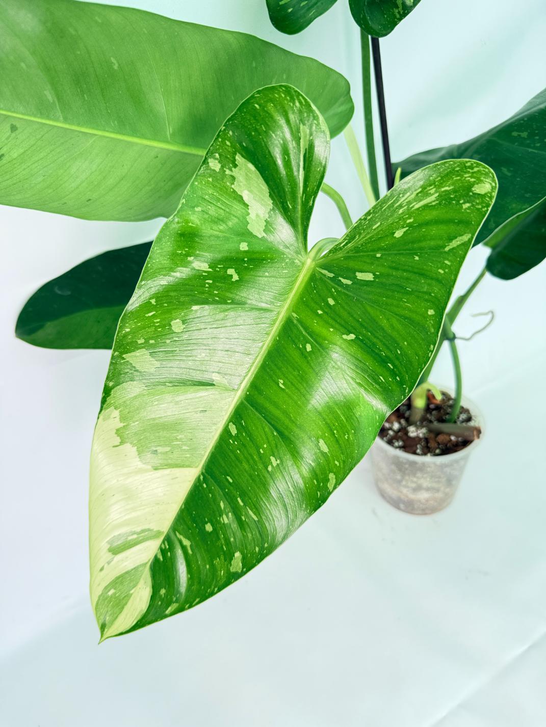 Philodendron Jose Buono variegata XL 03