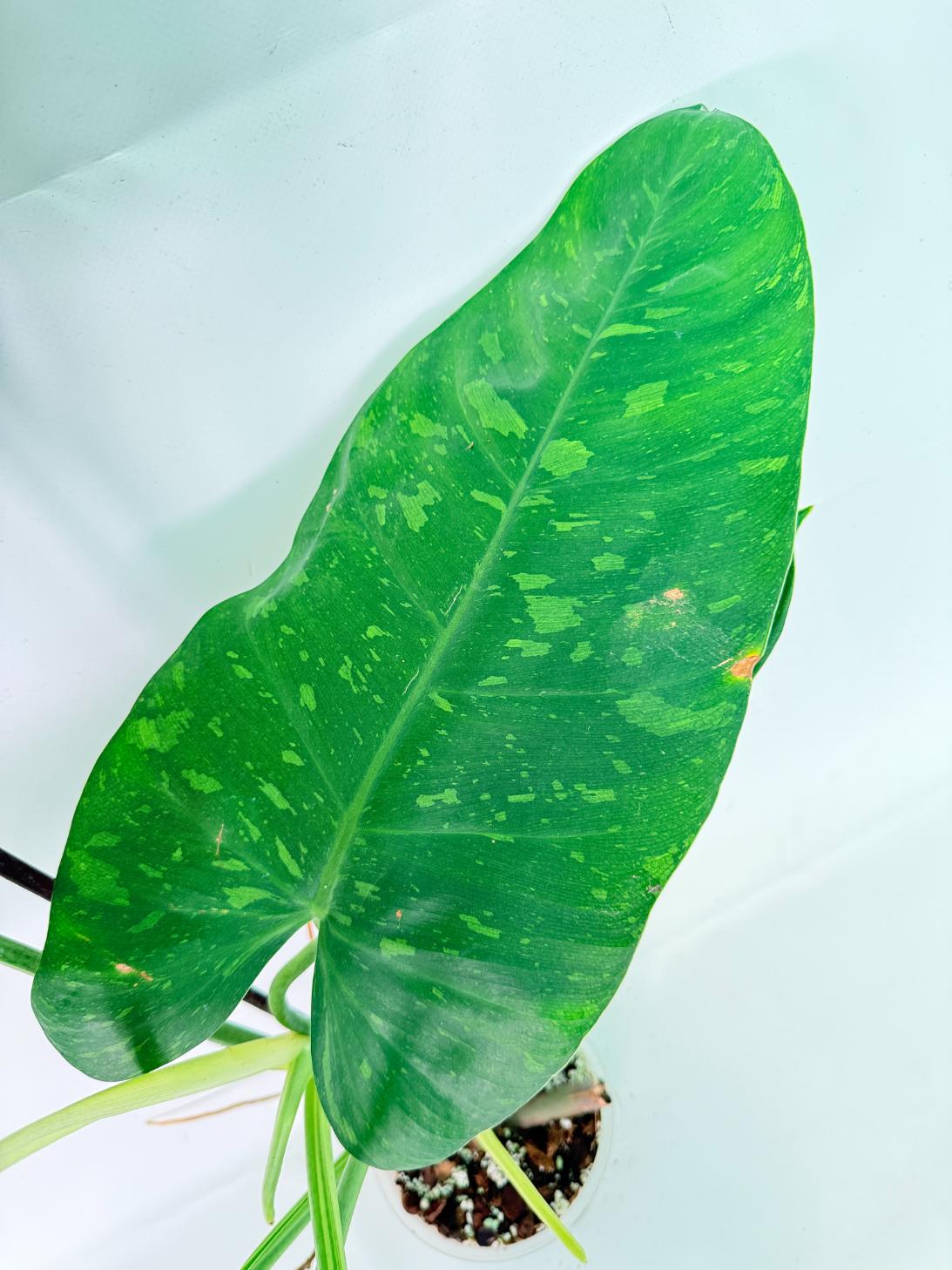 Philodendron Jose Buono variegata XL 04