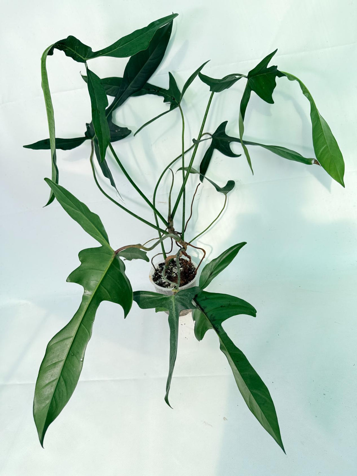 Philodendron Longilobatum Lelano Miyano XXL 01