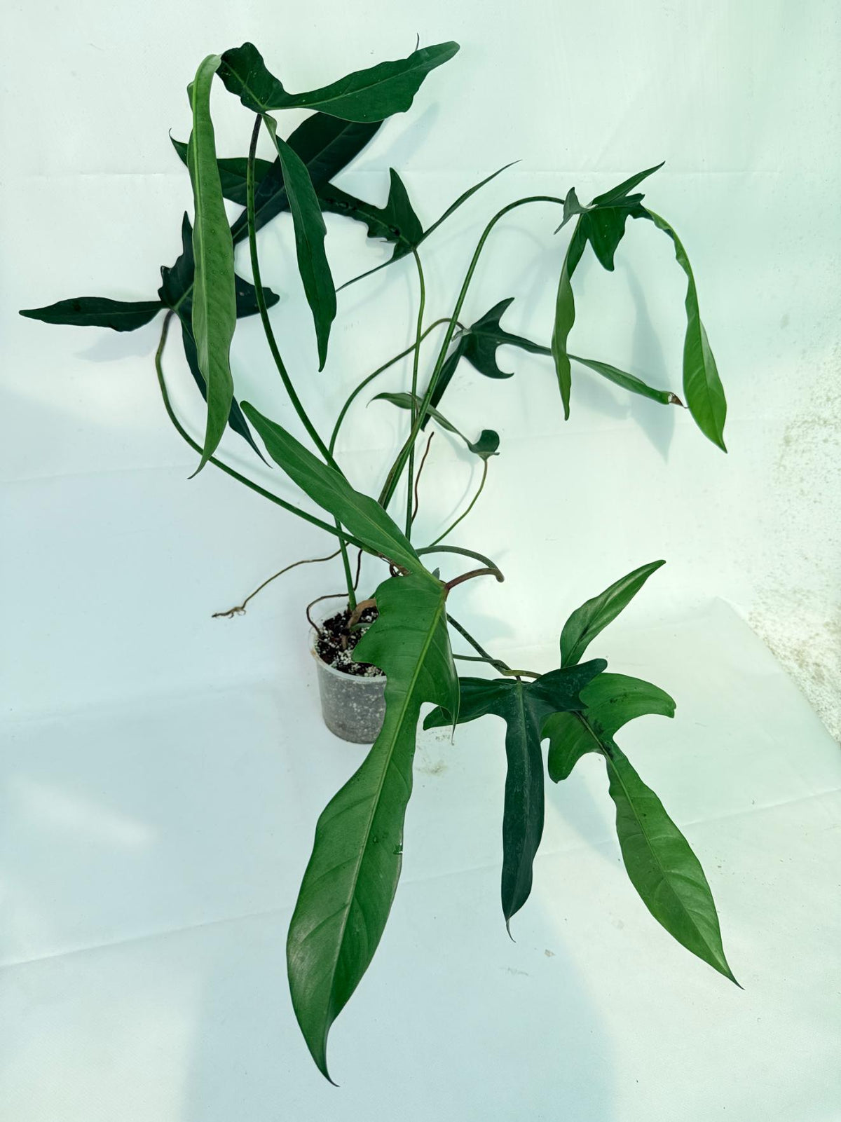 Philodendron Longilobatum Lelano Miyano XXL 07