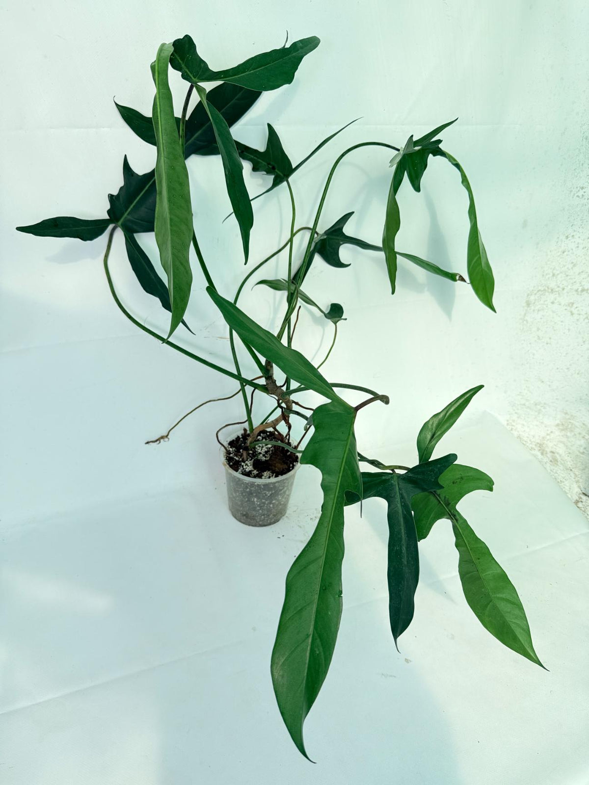 Philodendron Longilobatum Lelano Miyano XXL 08
