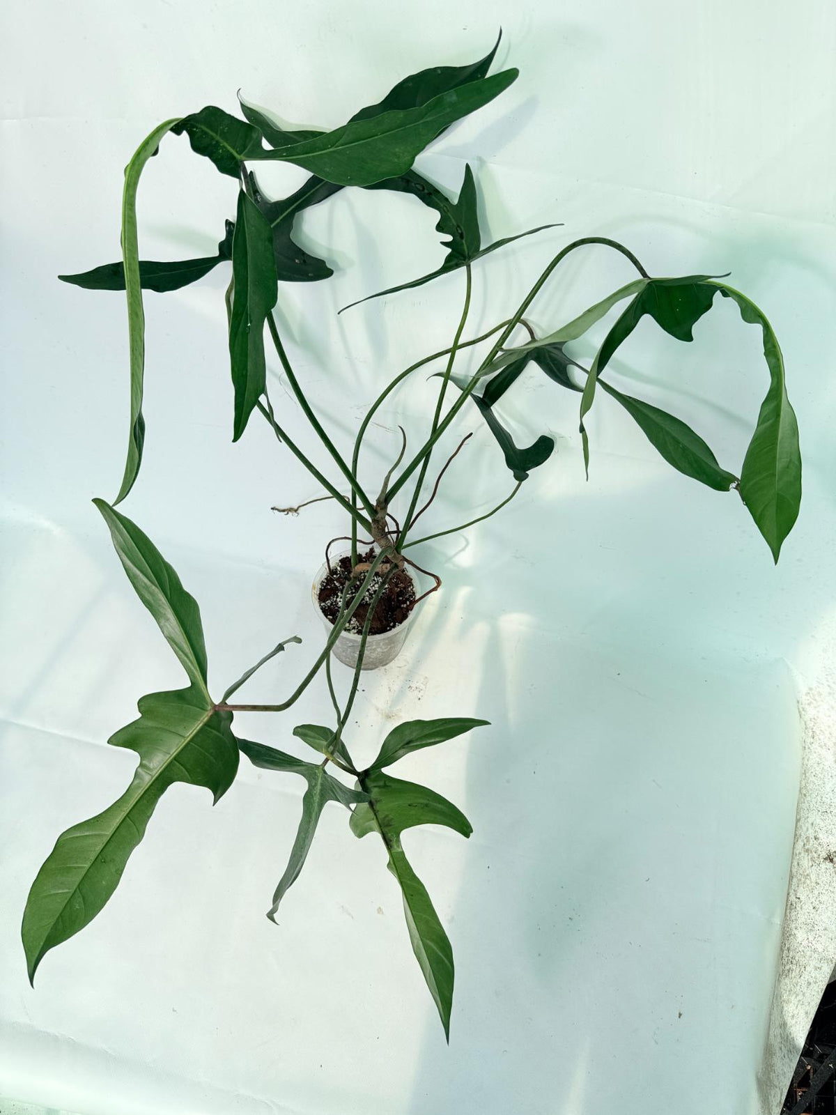 Philodendron Longilobatum Lelano Miyano XXL 09