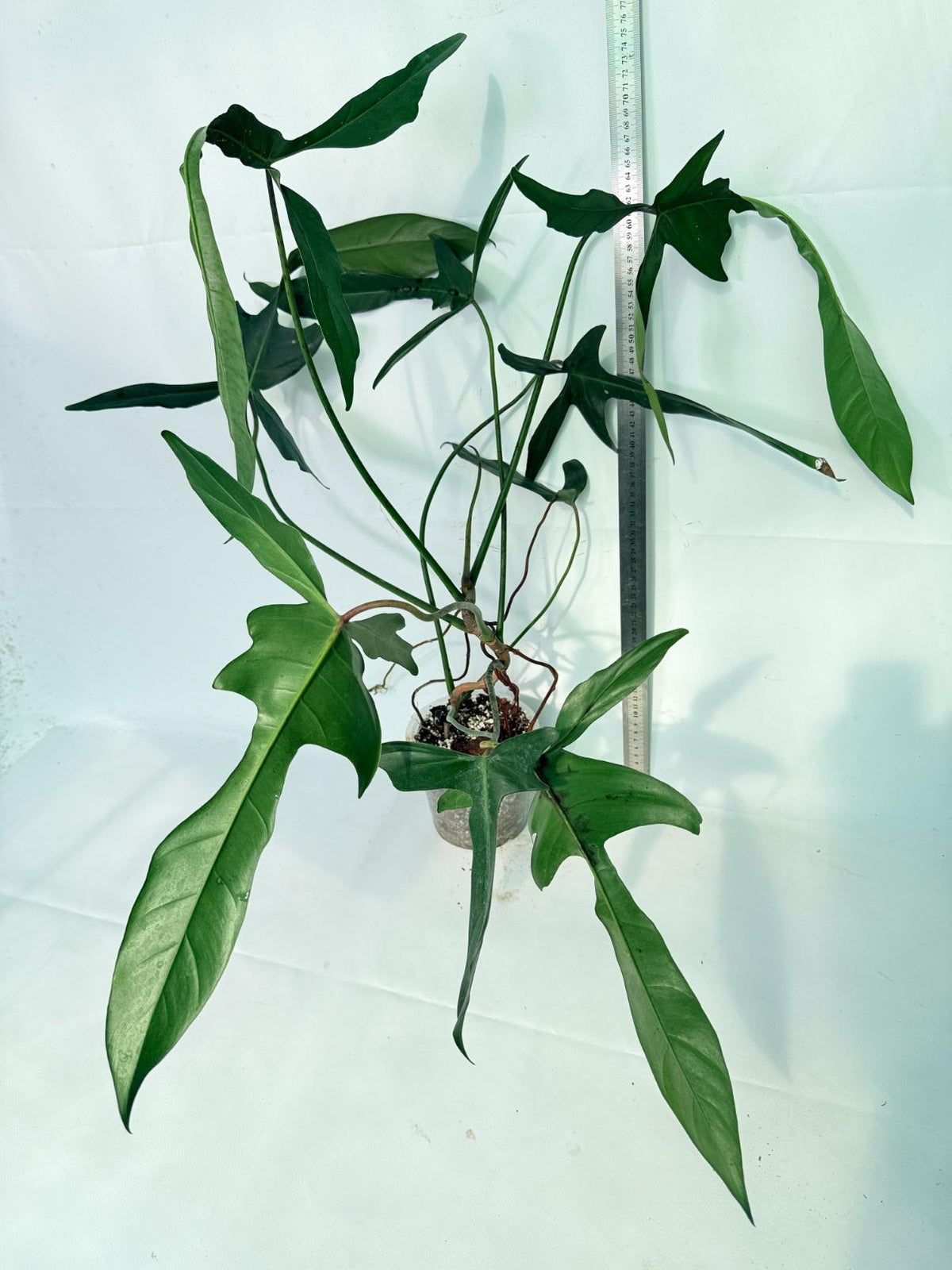 Philodendron Longilobatum Lelano Miyano XXL 10