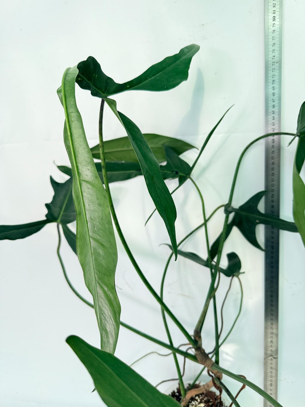 Philodendron Longilobatum Lelano Miyano XXL 12