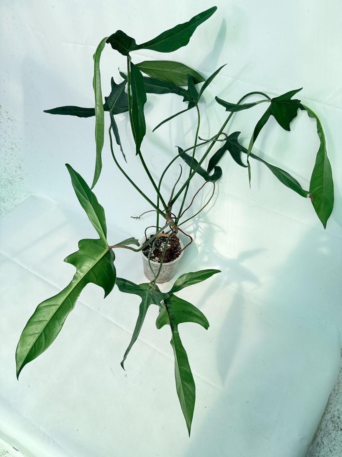 Philodendron Longilobatum Lelano Miyano XXL 11