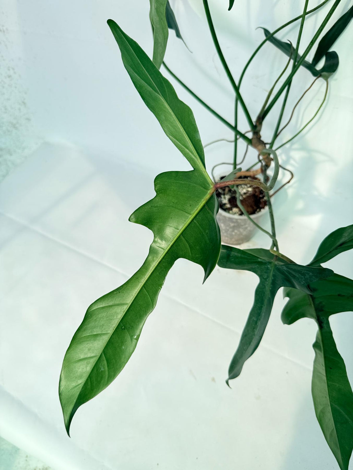 Philodendron Longilobatum Lelano Miyano XXL 02