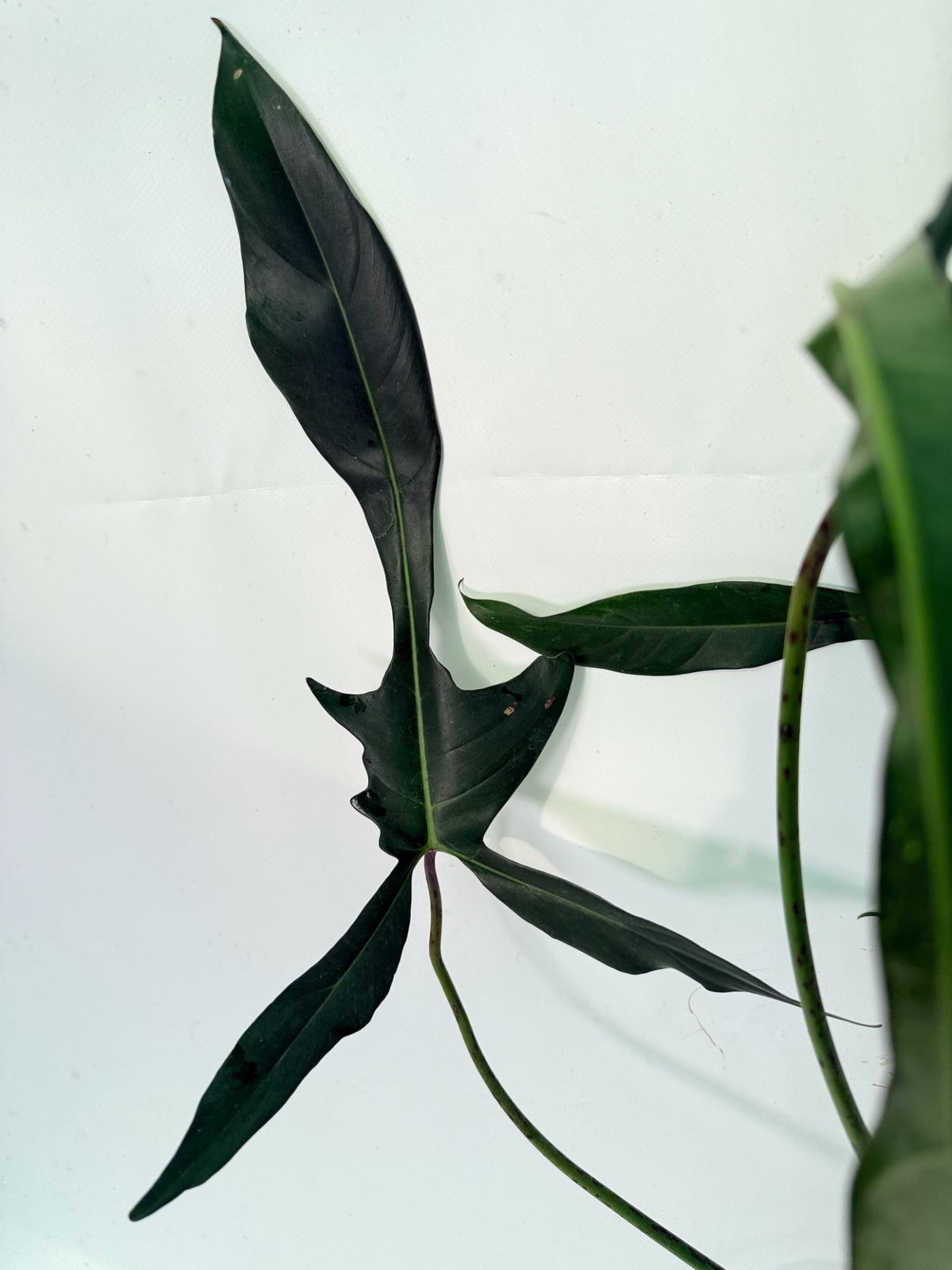 Philodendron Longilobatum Lelano Miyano XXL 03