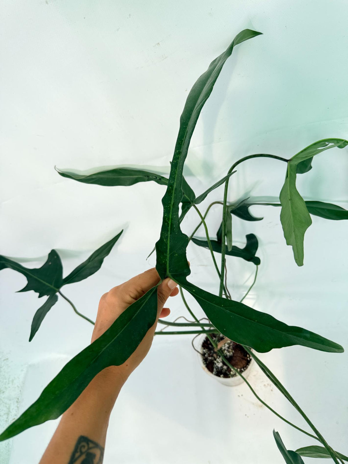 Philodendron Longilobatum Lelano Miyano XXL 04