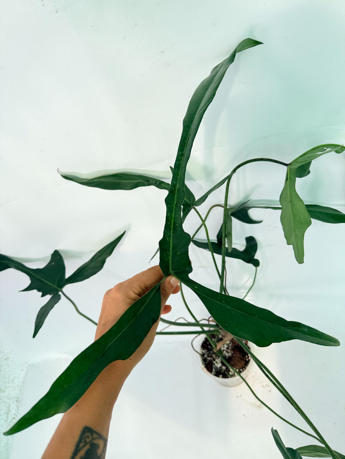 Philodendron Longilobatum Lelano Miyano XXL 05