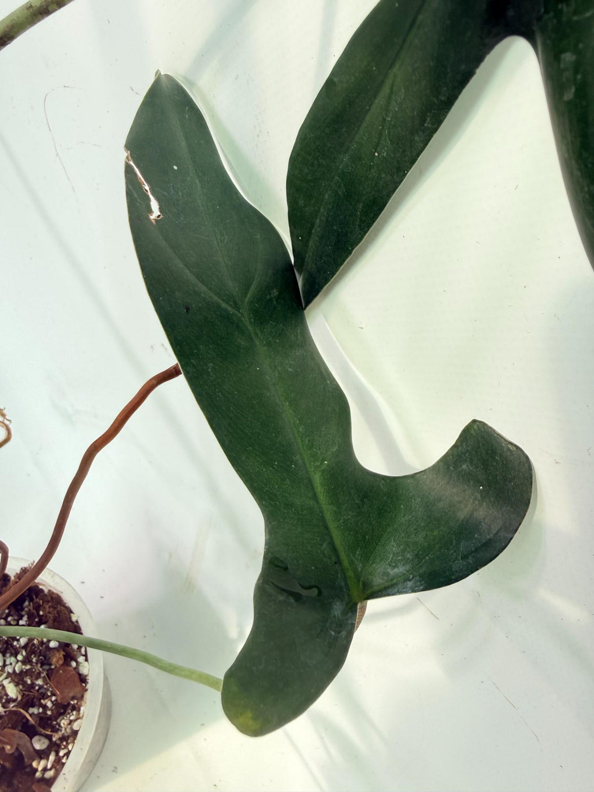 Philodendron Longilobatum Lelano Miyano XXL 06