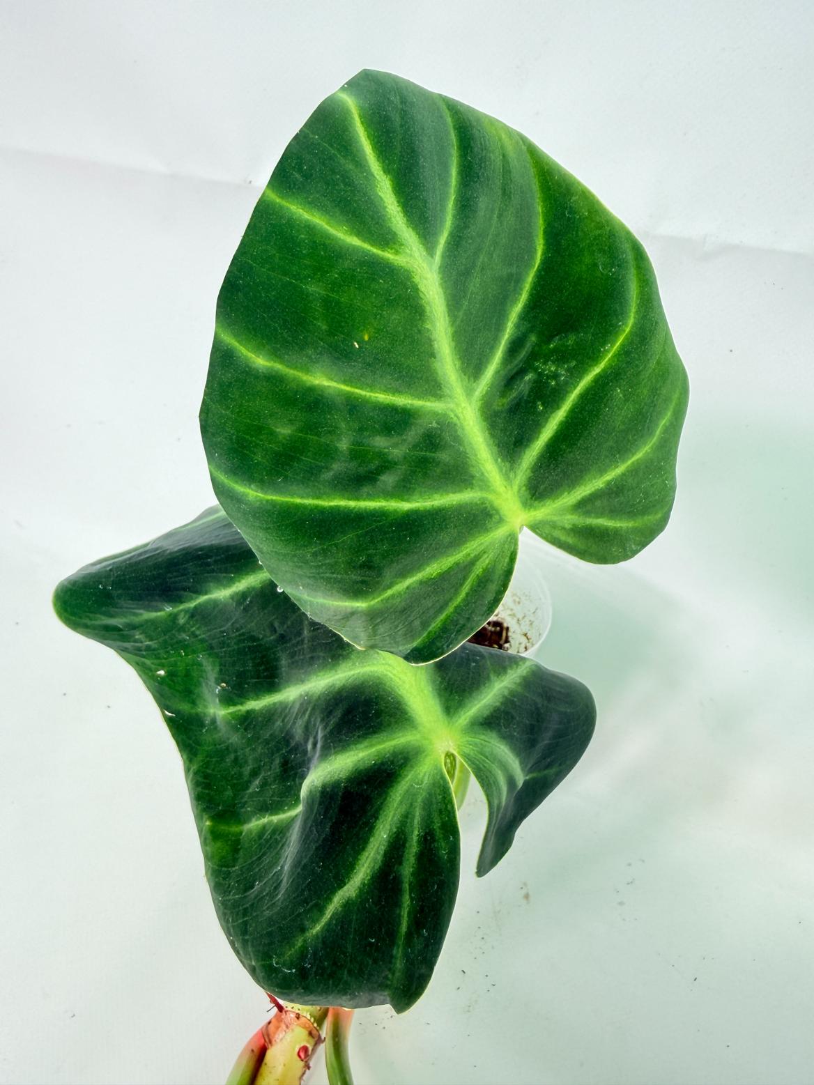 Philodendron Luxurians 08