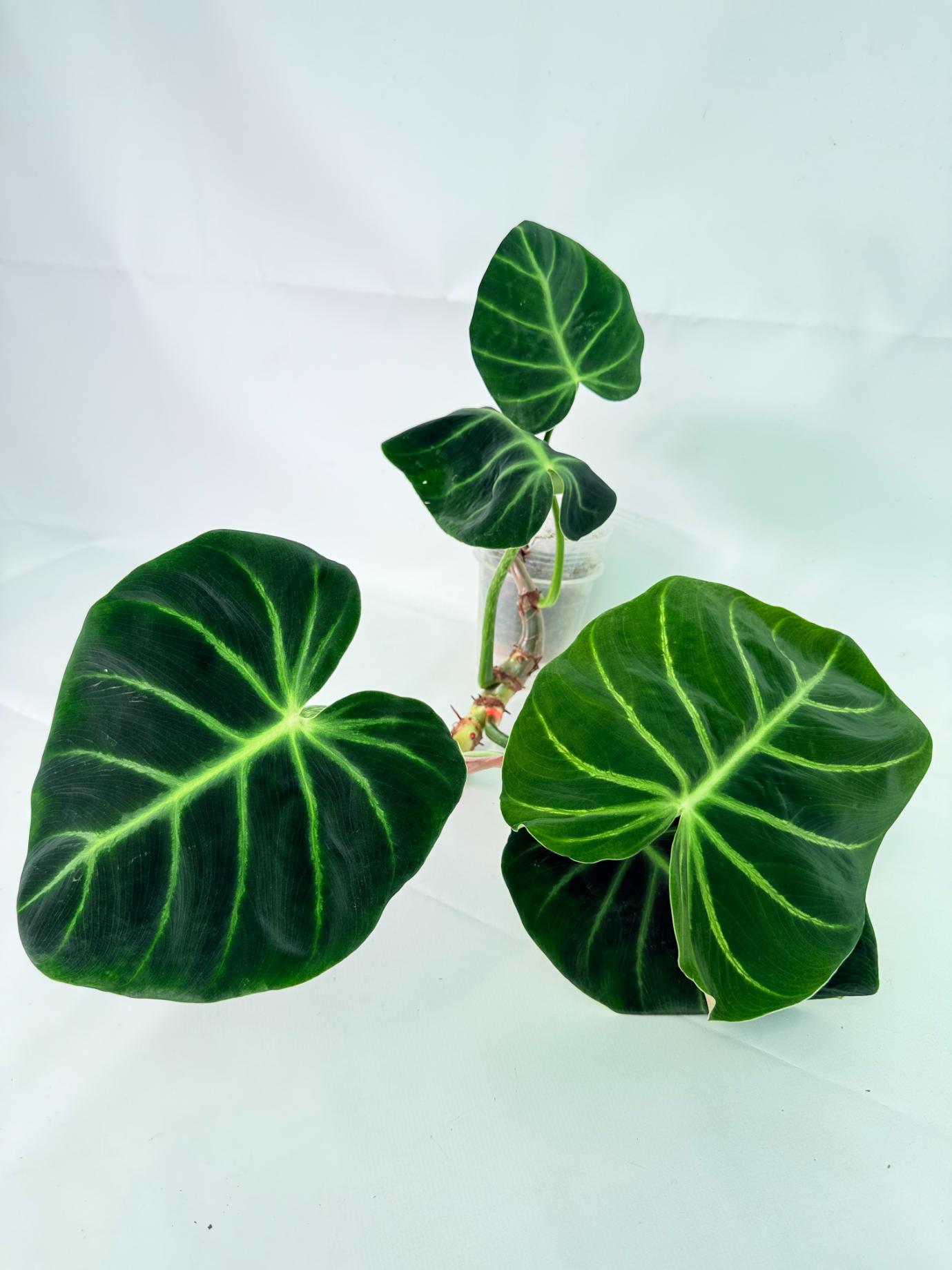 Philodendron Luxurians 09