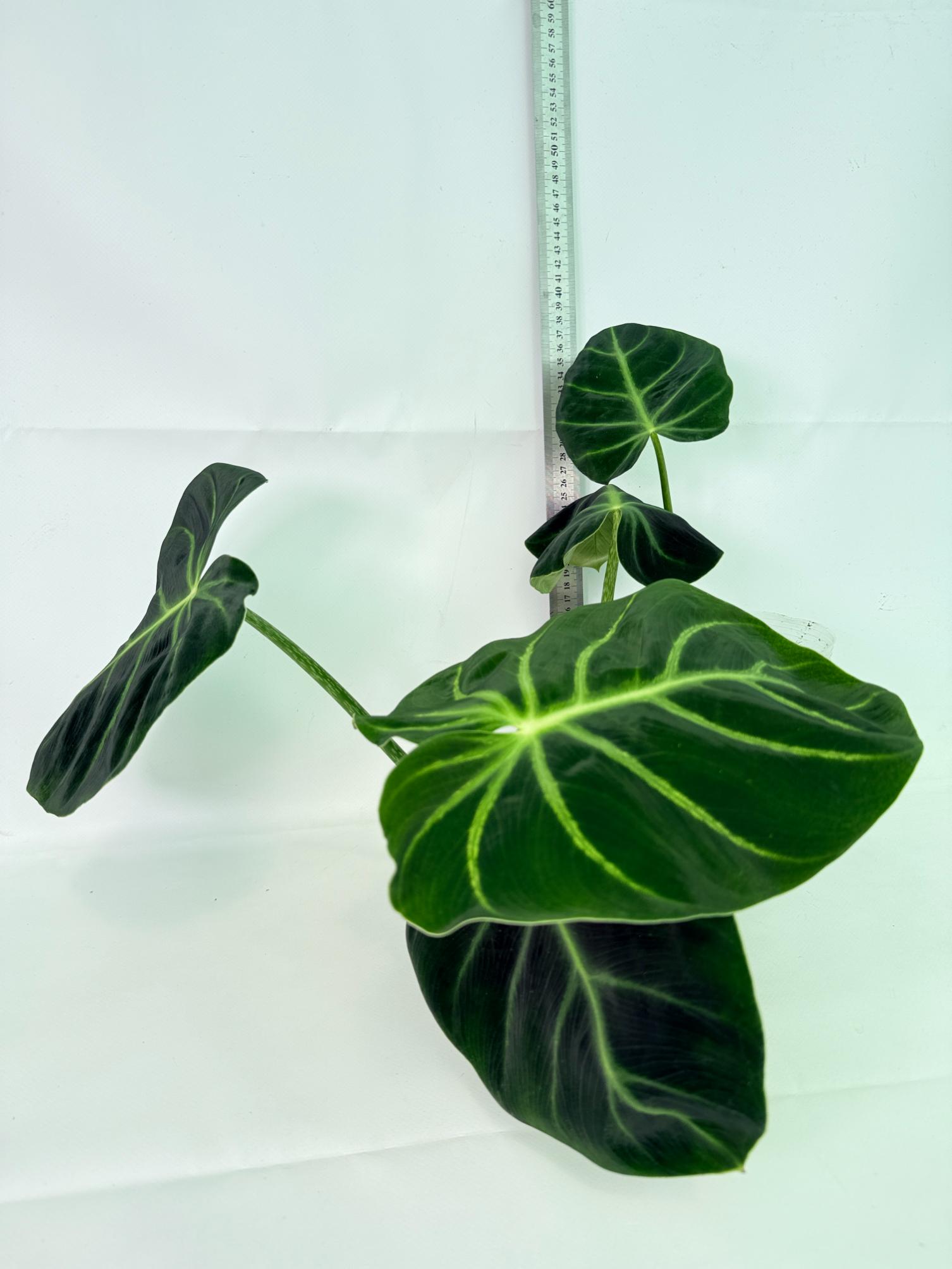 Philodendron Luxurians 02