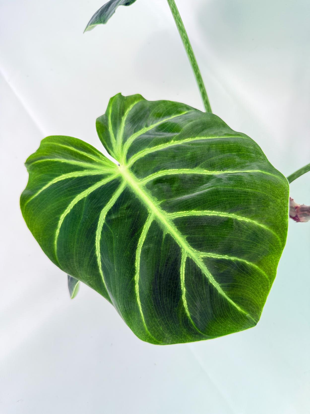 Philodendron Luxurians 03