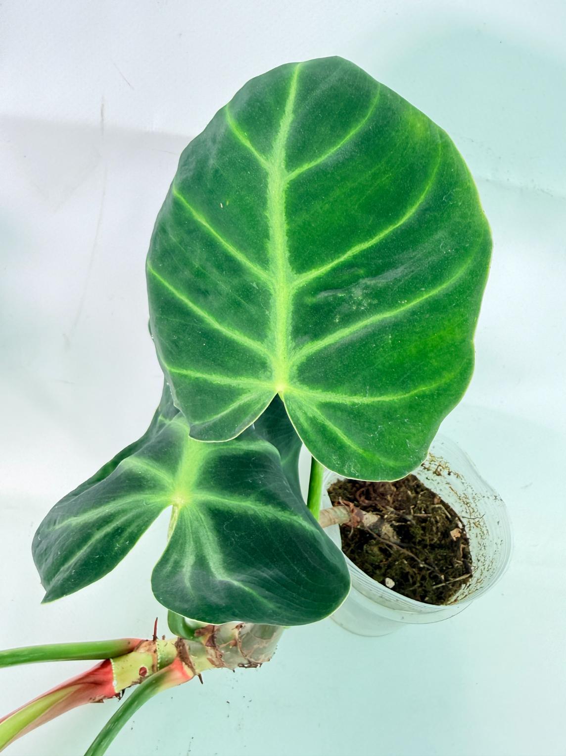 Philodendron Luxurians 04