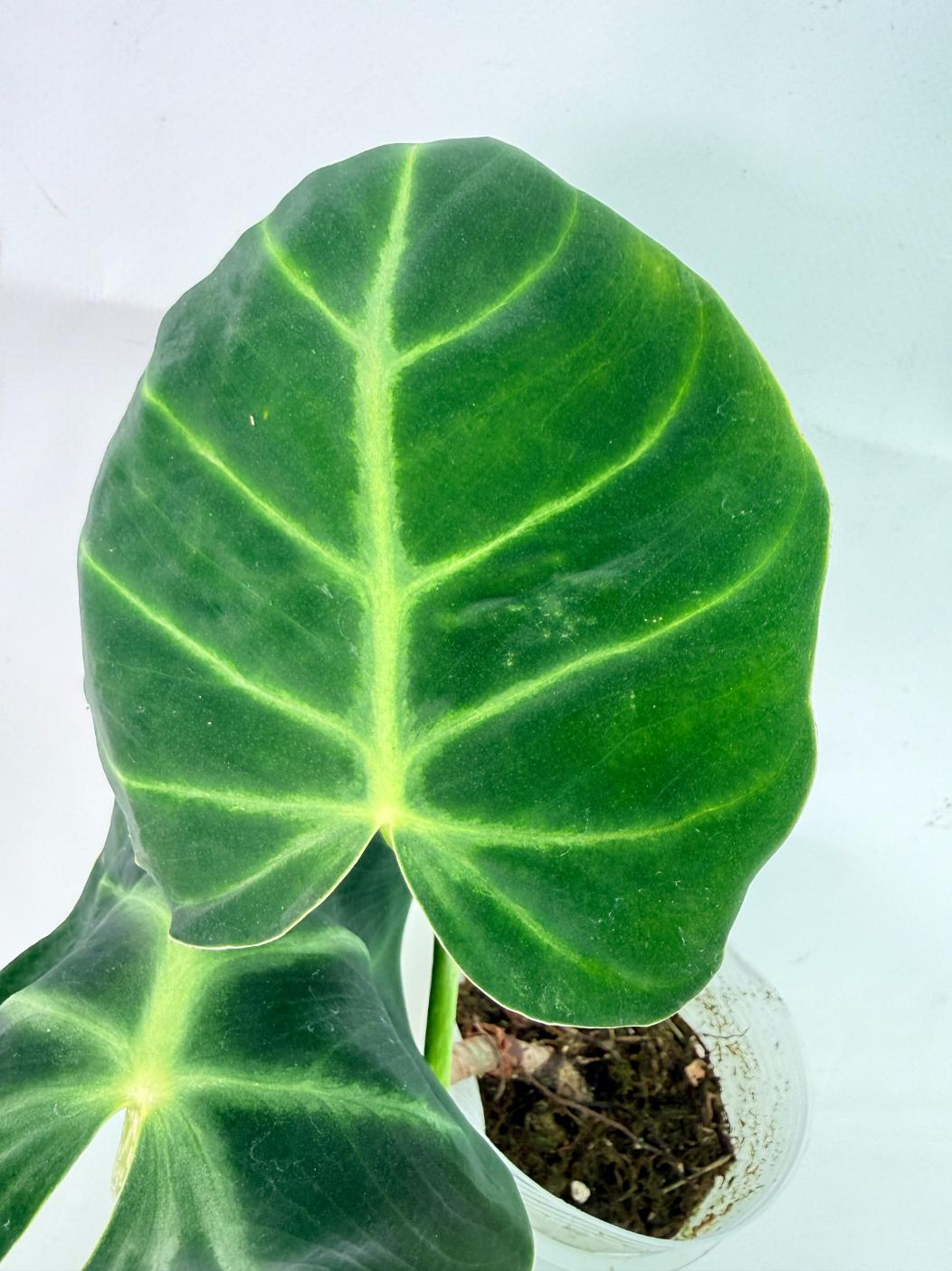 Philodendron Luxurians 05