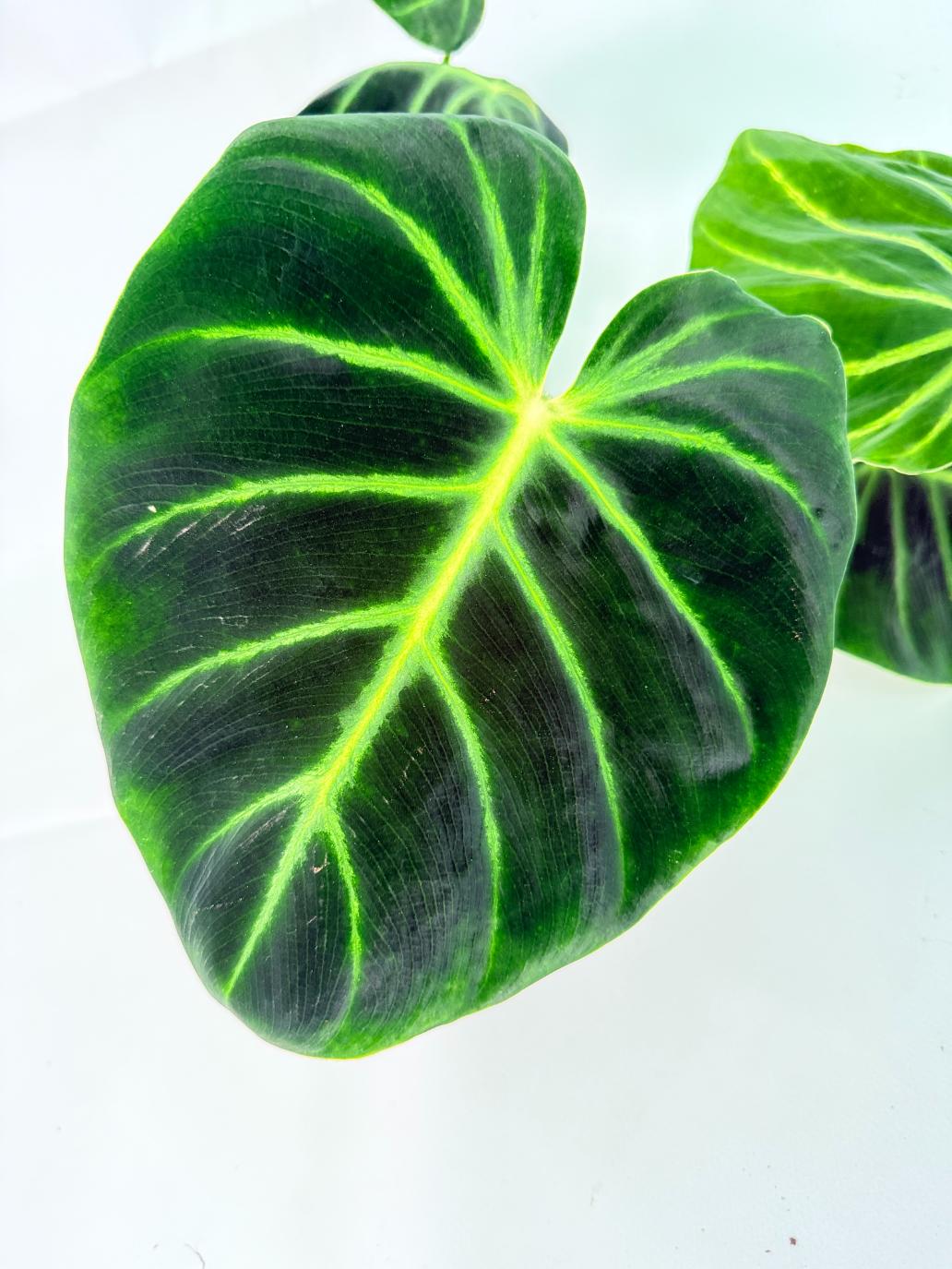 Philodendron Luxurians 06