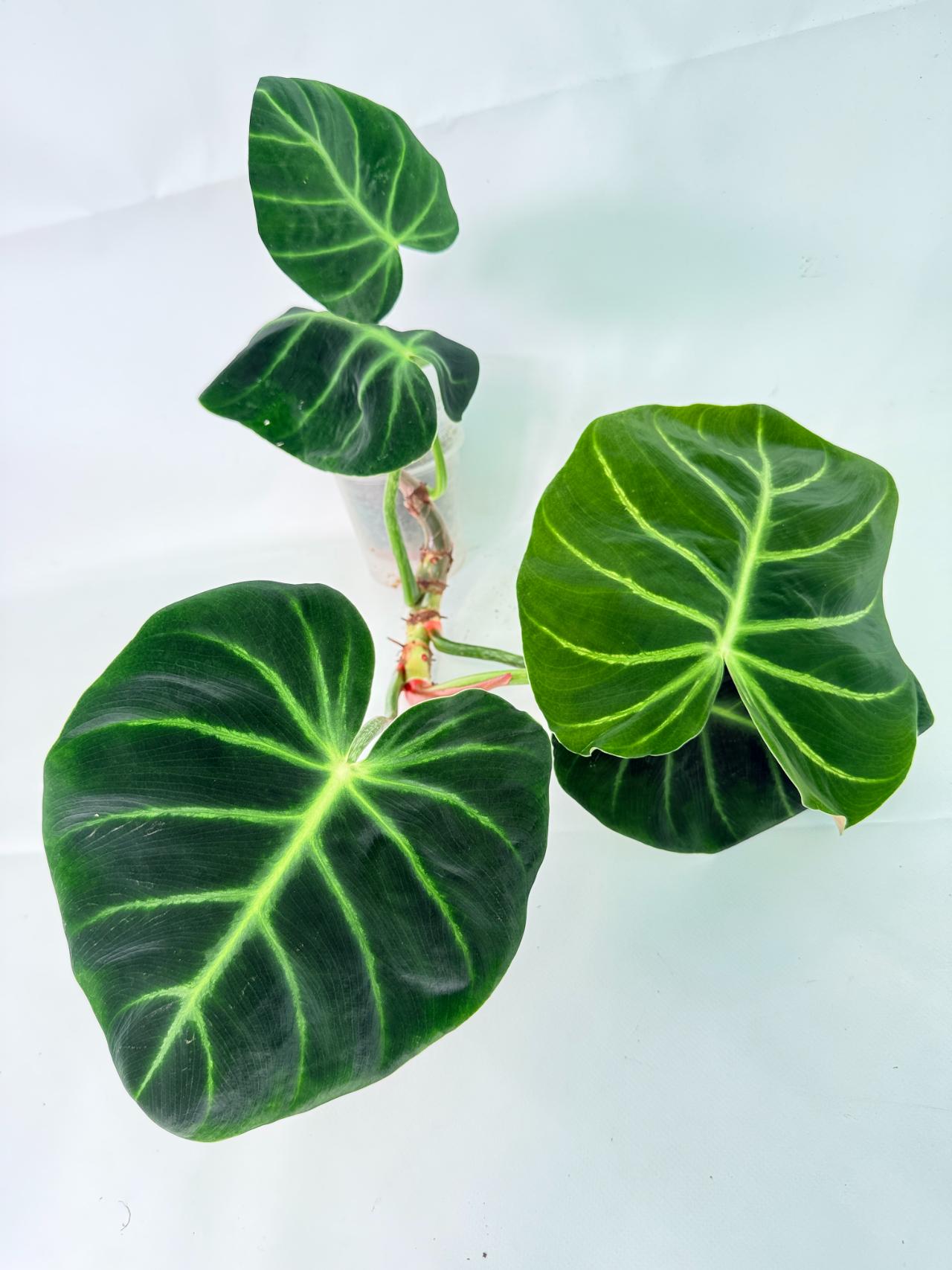 Philodendron Luxurians 07