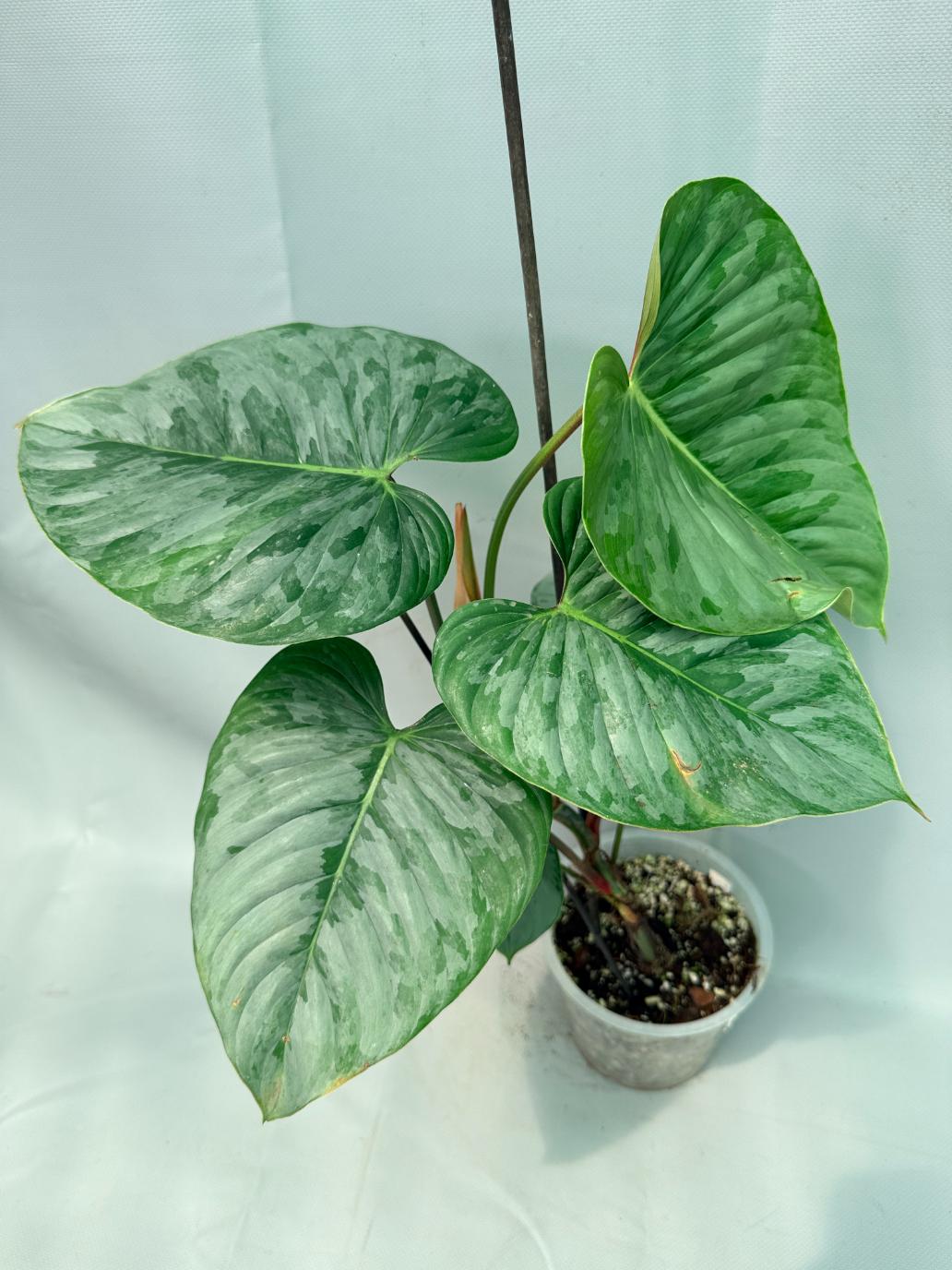 Philodendron Majestic 01