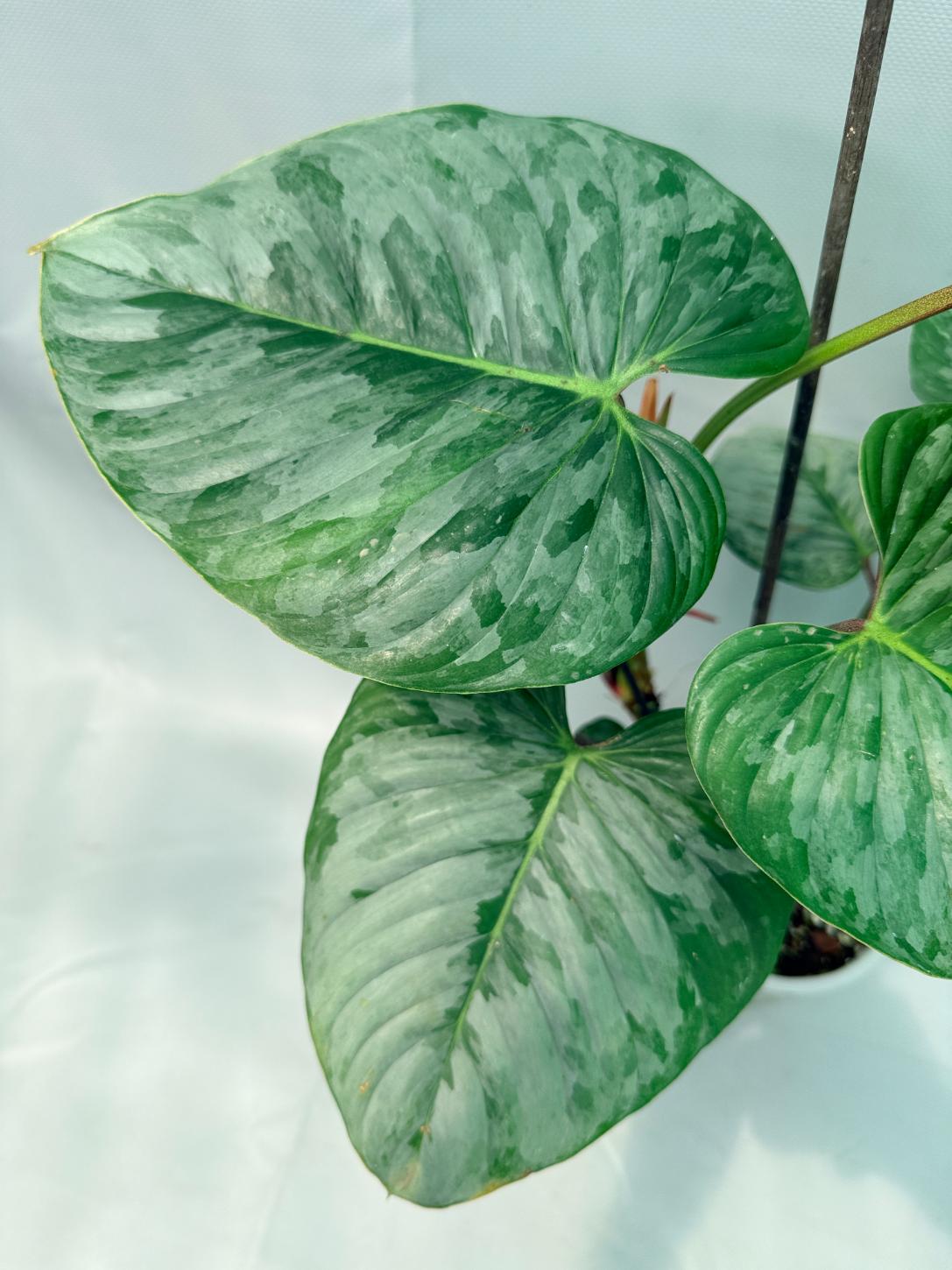 Philodendron Majestic 11