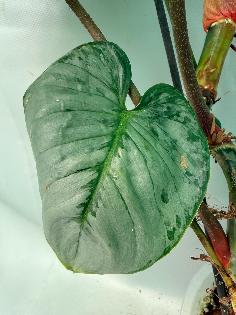 Philodendron Majestic 12