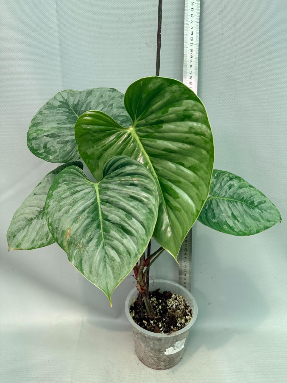 Philodendron Majestic 02