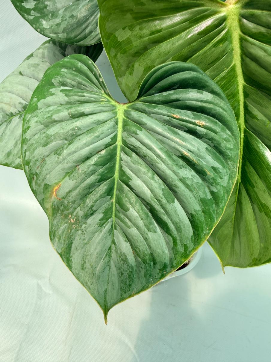 Philodendron Majestic 03