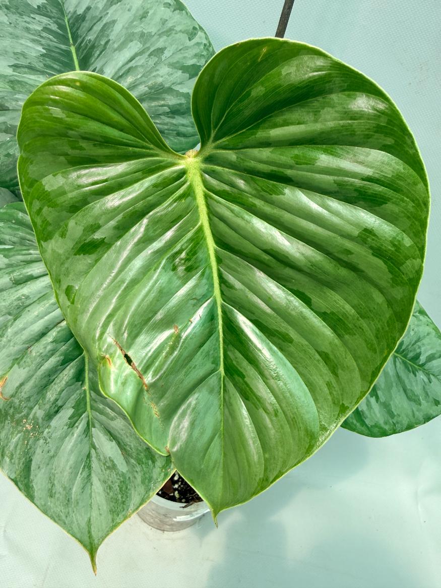 Philodendron Majestic 04
