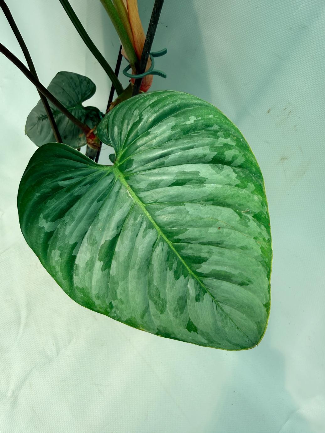 Philodendron Majestic 05