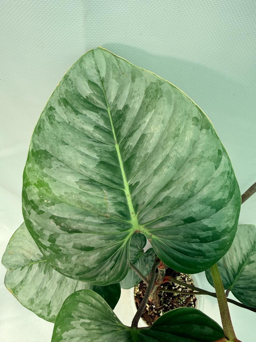 Philodendron Majestic 06