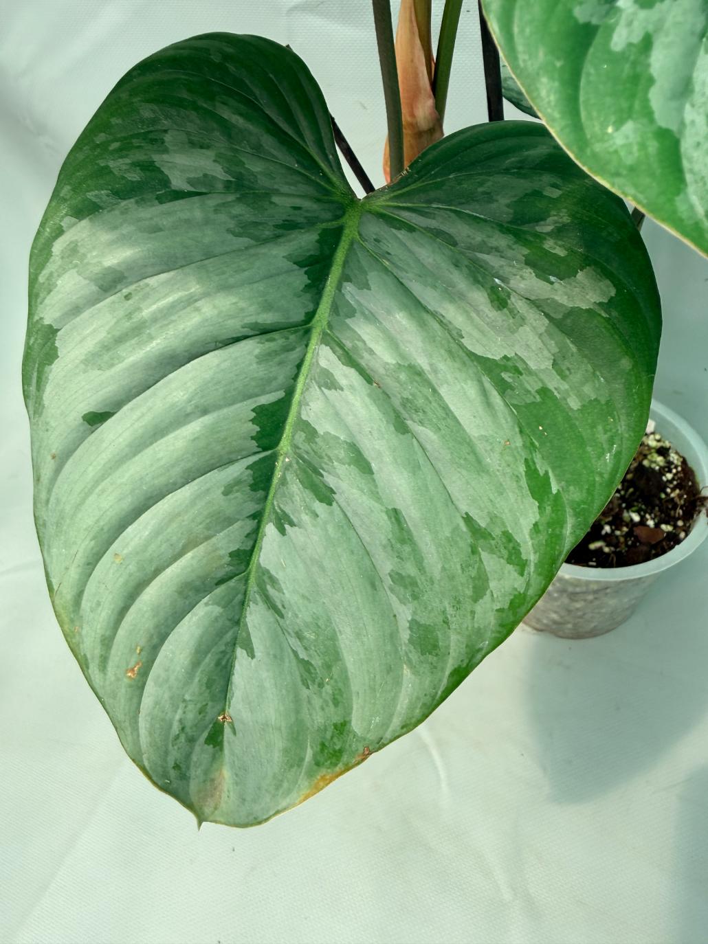 Philodendron Majestic 08