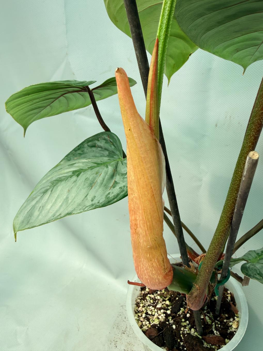 Philodendron Majestic 09
