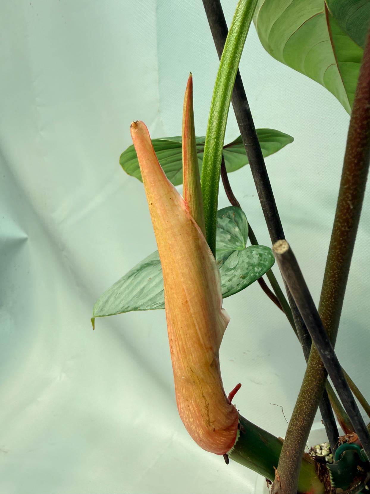 The Philodendron Sodiroi XL