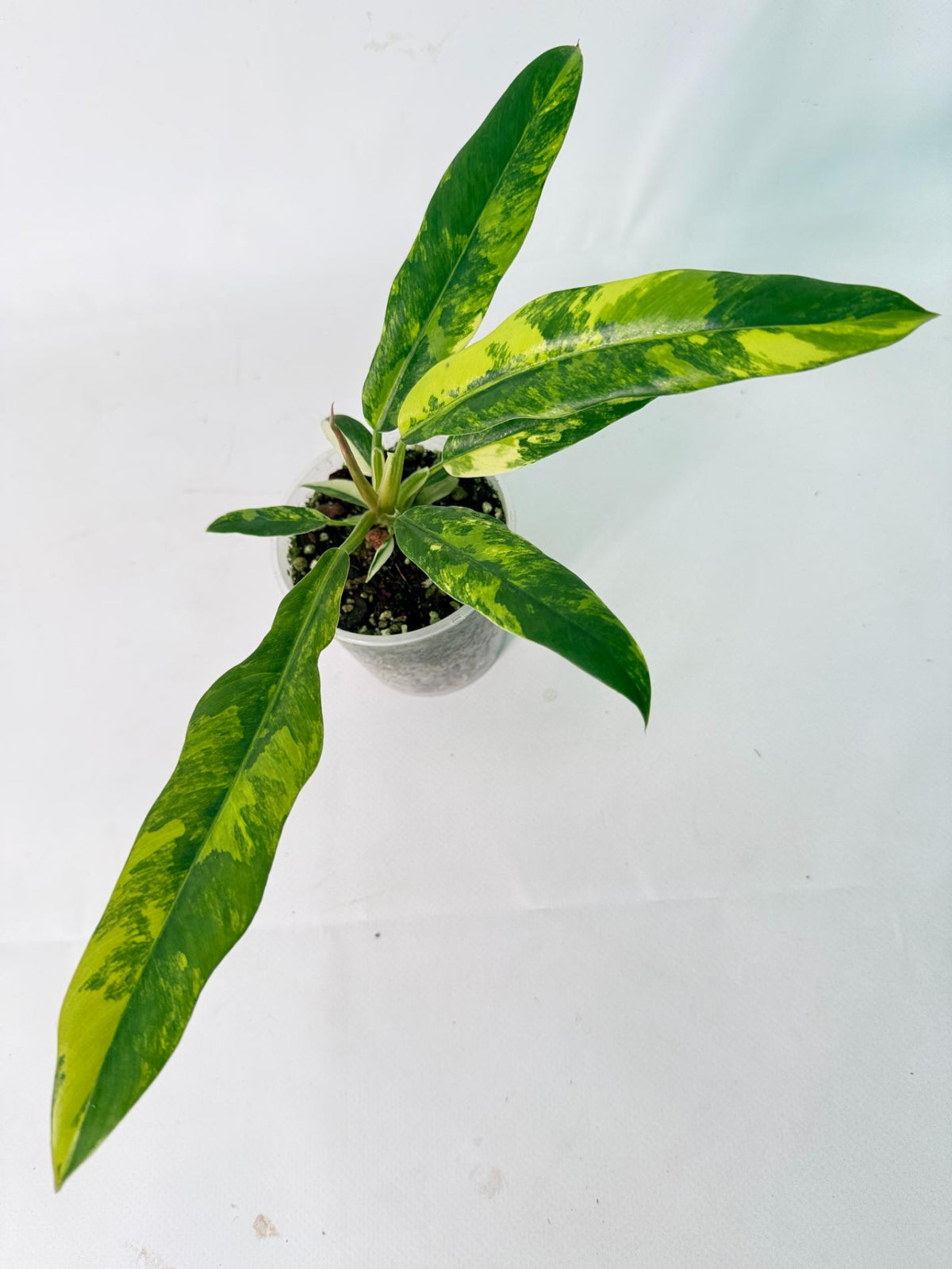 Philodendron Narrow Aurea Variegated 08
