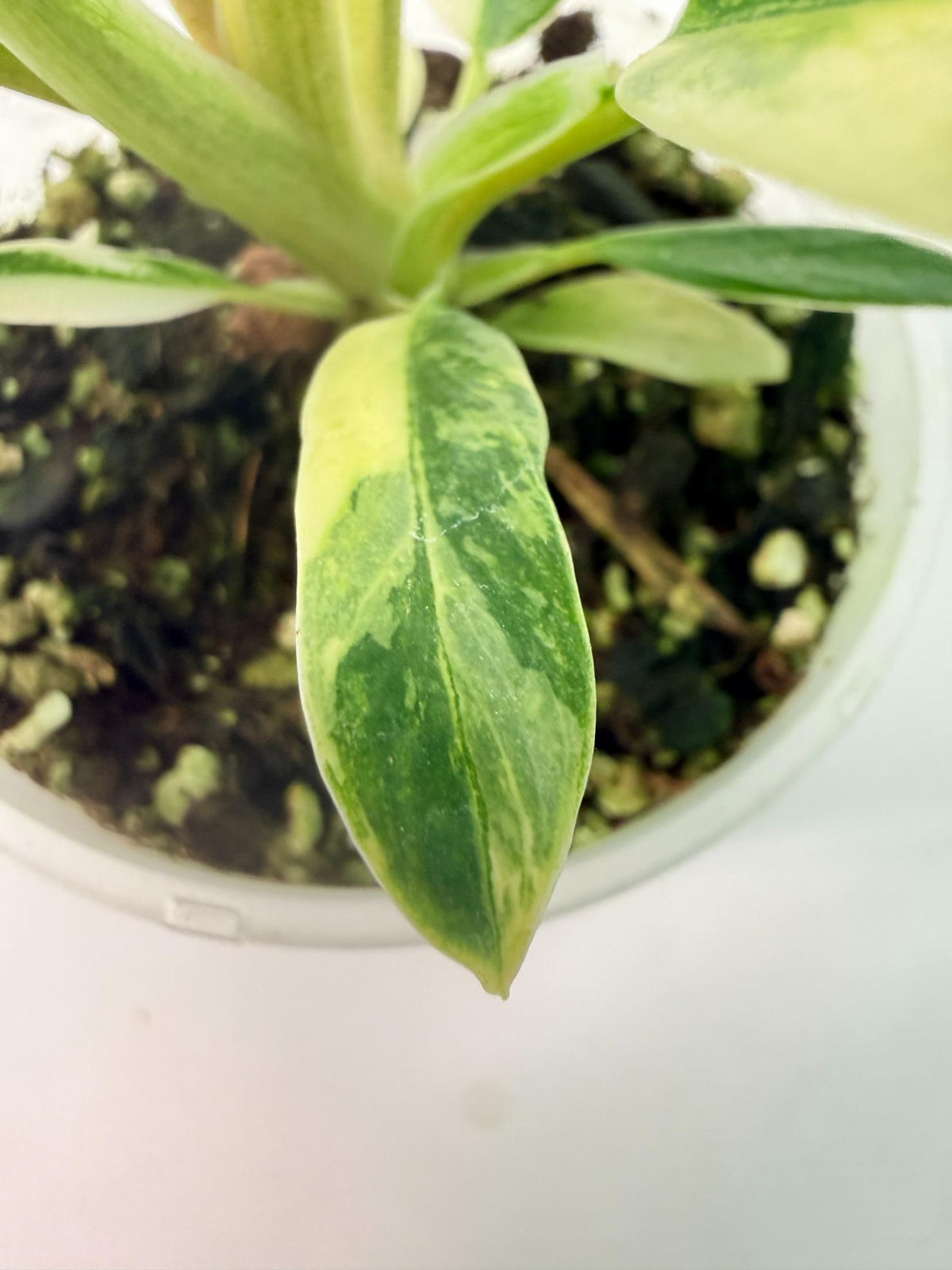 Philodendron Narrow Aurea Variegated 09