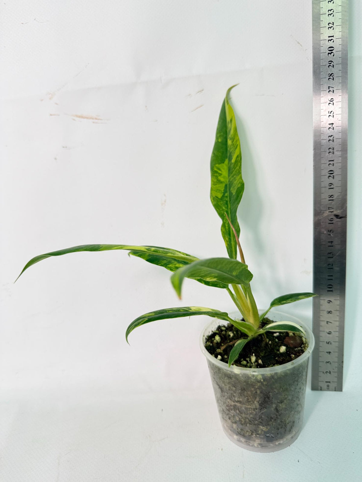 Philodendron Narrow Aurea Variegated 10
