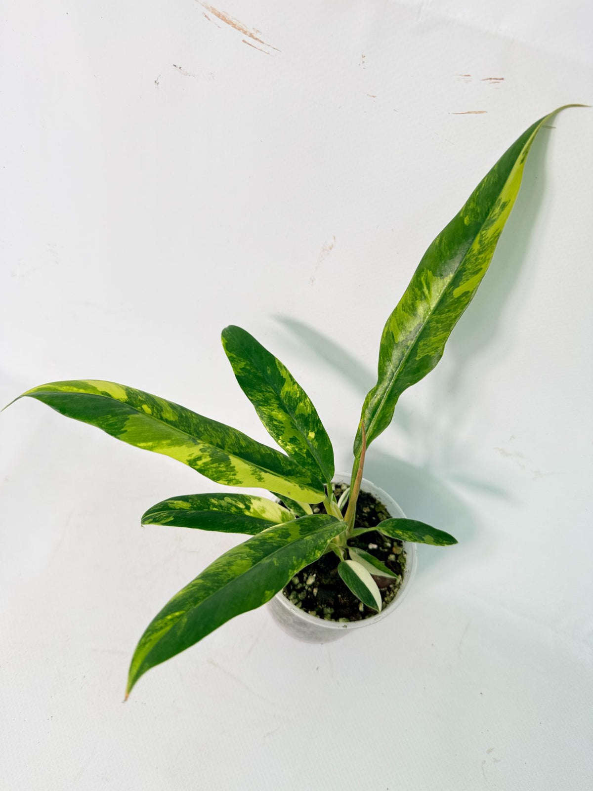 Philodendron Narrow Aurea Variegated 01