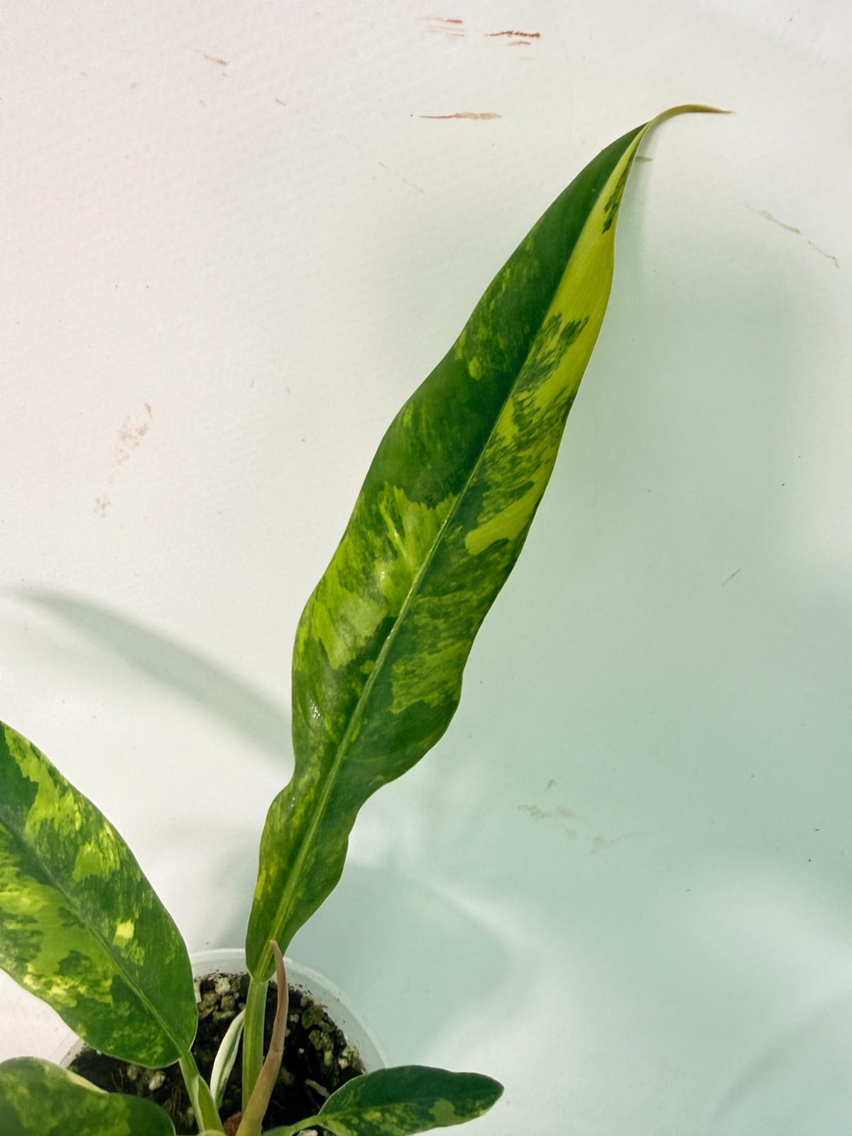 Philodendron Narrow Aurea Variegated 02