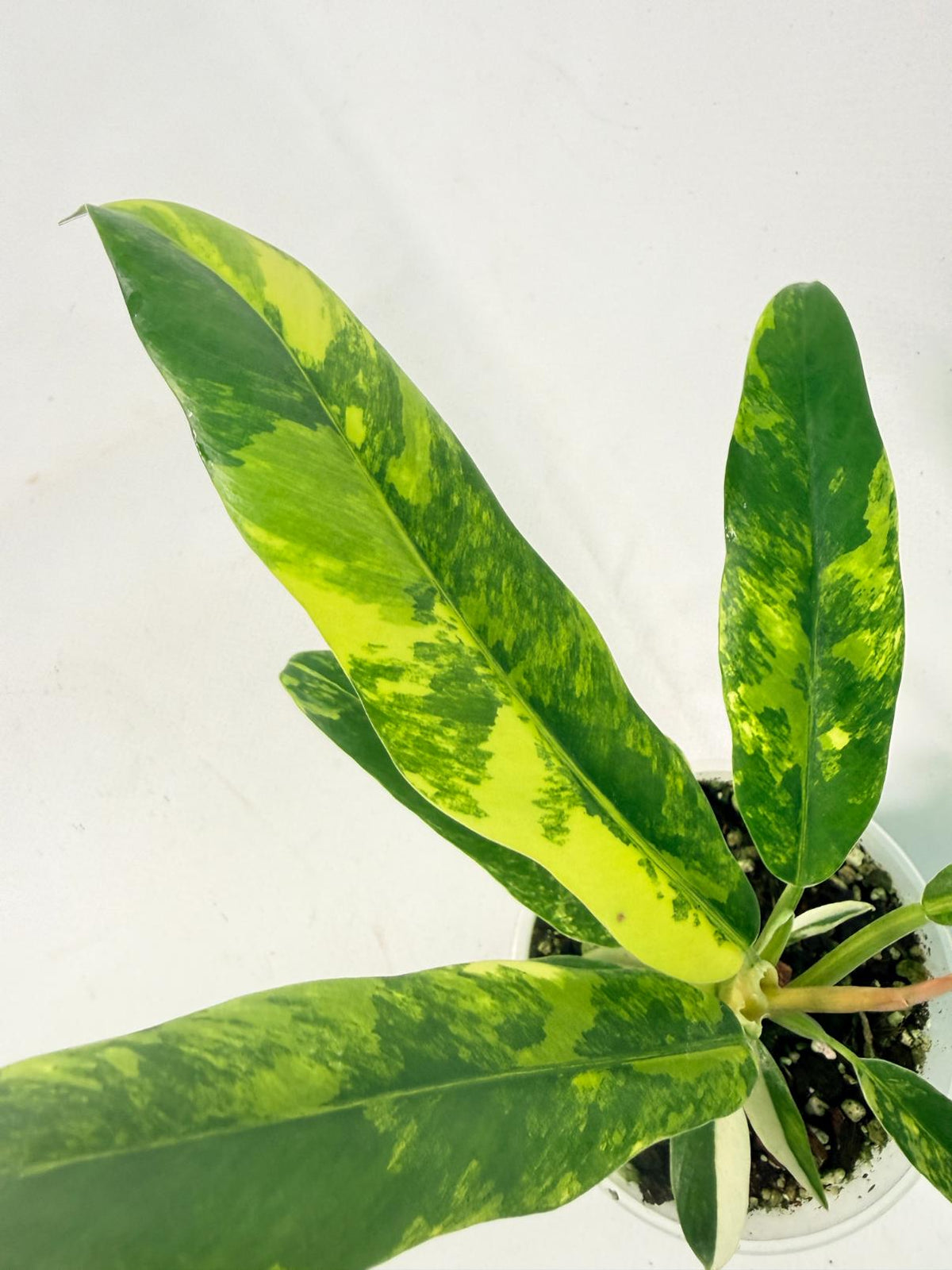 Philodendron Narrow Aurea Variegated 03